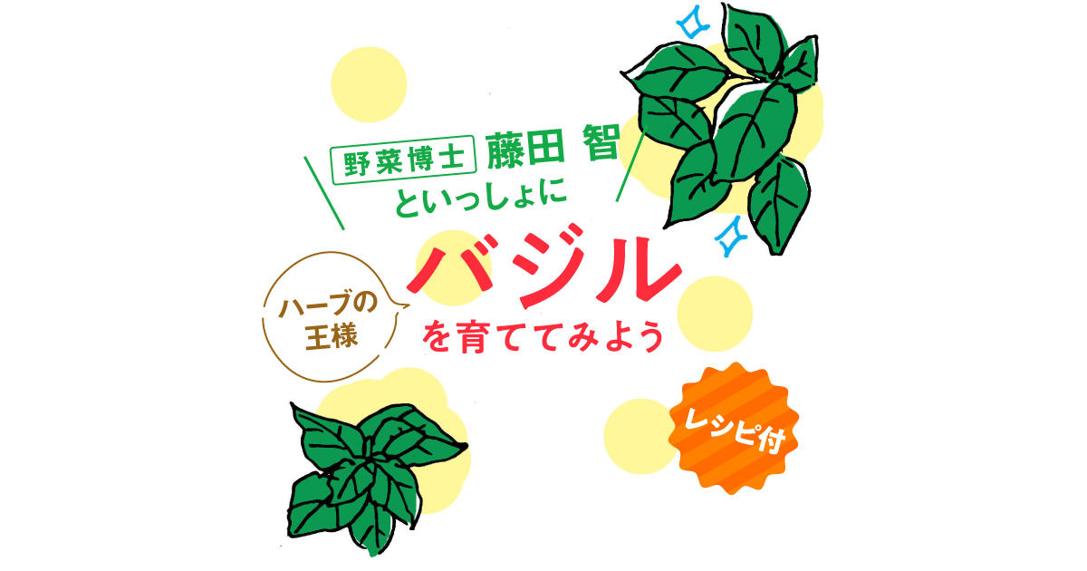 野菜博士 藤田 智といっしょに ハーブの王様 バジルを育ててみよう おいしいnews エバラ食品