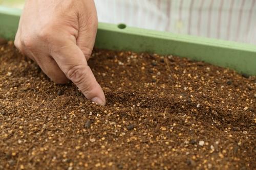 プランターの準備と種まき・苗の植え付けをしてみよう