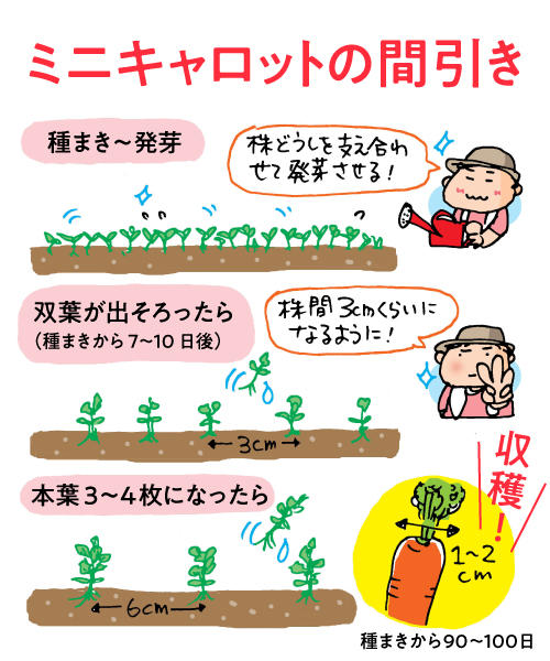 プランターで簡単 野菜博士 藤田 智といっしょにミニキャロットを作ってみよう おいしいnews エバラ食品