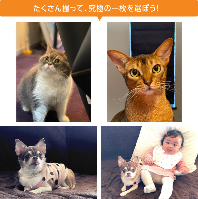 動きが素早い犬や猫。連写して一瞬のタイミングを逃さずに撮ろう！