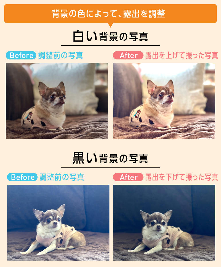 LESSON１　犬は昼間の明るいときに撮ろう！　バックの色によって写真の印象が変化