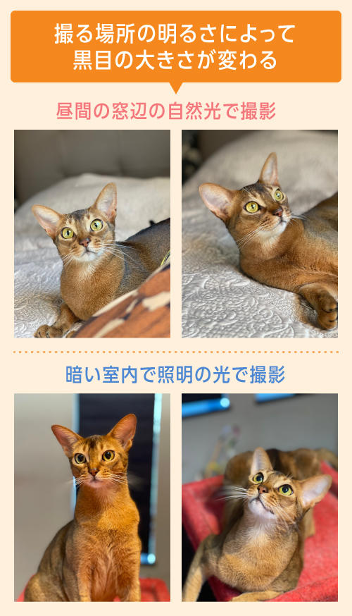 LESSON２　猫は黒目が大きいときに撮ろう！　キャッチライトを入れると、さらにかわいい！