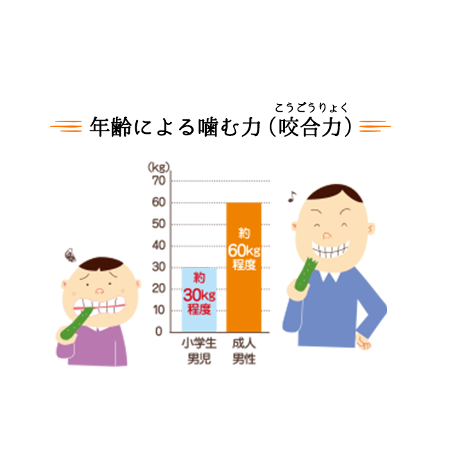 年齢による噛む力(咬合力(こうごうりょく)) 小学生男児:約30kg程度 成人男性:約60kg程度