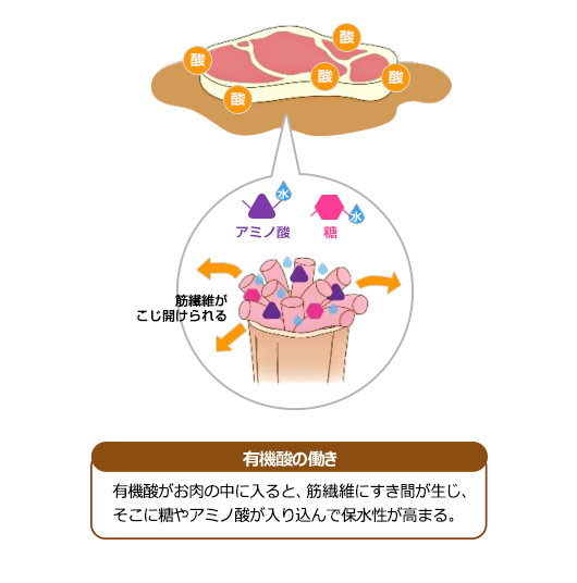 有機酸の働き。有機酸がお肉の中に入ると、筋繊維にすき間が生じ、そこに糖やアミノ酸が入り込んで保水性が高まる。