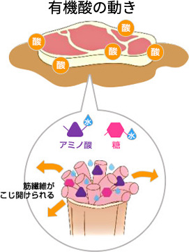 有機酸の動き