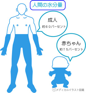 筋肉は水分をためる“タンク”の役割に