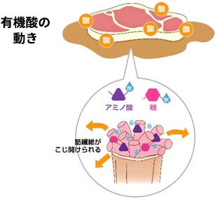 有機酸の動き