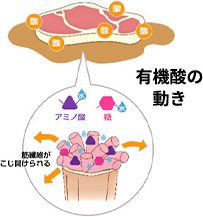 有機酸の動き