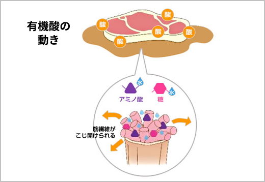 有機酸の動き