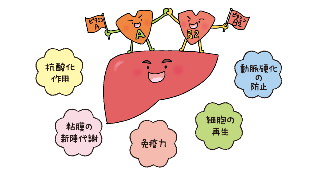 栄養の宝庫「レバー」の知られざる実力：抗酸化作用、粘膜の新陳代謝、免疫力、細胞の再生、動脈硬化の防止