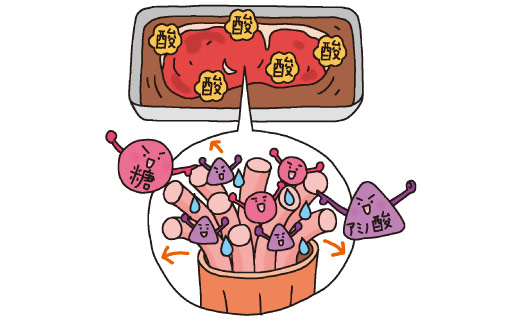 たれに含まれる有機酸の働きにより、筋繊維にすき間が生じ、そこに糖やアミノ酸が入り込む。
